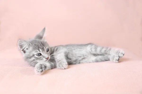 Cute little grey kitten lying on sofa — Stock Photo, Image