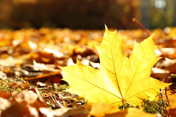 Złotej jesień liści na ziemi, z bliska — Zdjęcie stockowe