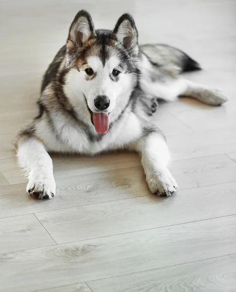 Malamute hundvalp på ljus golv bakgrund — Stockfoto