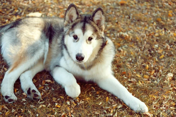 Alaskan Malamute w parku — Zdjęcie stockowe