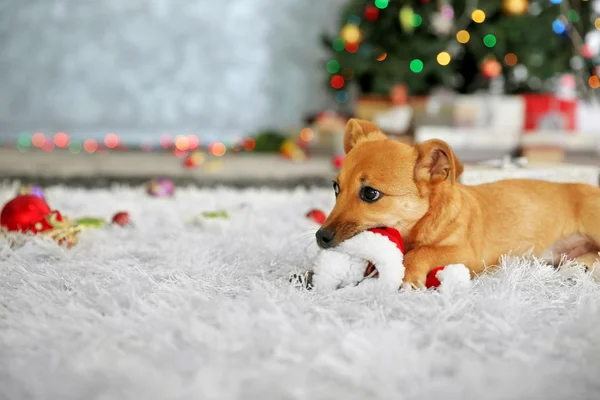 Perro jugando con Santa sombrero —  Fotos de Stock