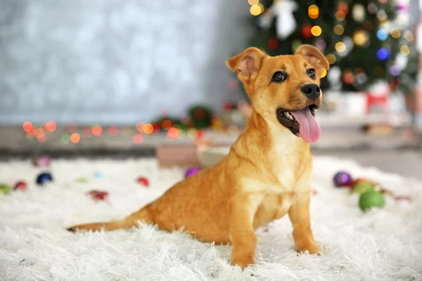 Cão no fundo da árvore de Natal — Fotografia de Stock