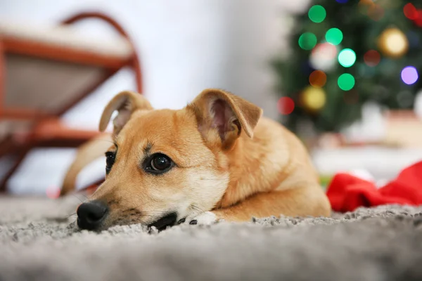 Perro en el fondo del árbol de Navidad — Foto de Stock