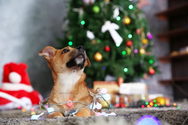 Pequeño perro divertido lindo con guirnalda — Foto de Stock