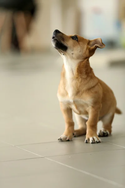 Dog walking in studio or home — Stock Photo, Image