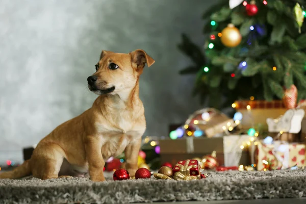 Mały pies ładny zabawny z Boże Narodzenie prezenty — Zdjęcie stockowe
