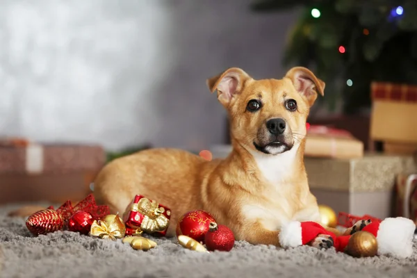 Small cute funny dog playing with Santa hat — Stock Photo, Image