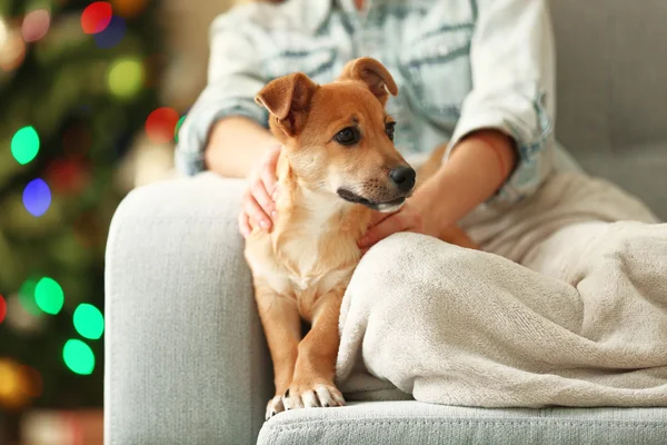 Pessoa feminina segurando pequeno cão — Fotografia de Stock