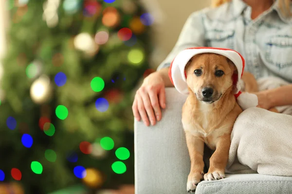 人女性持株小型犬 — ストック写真