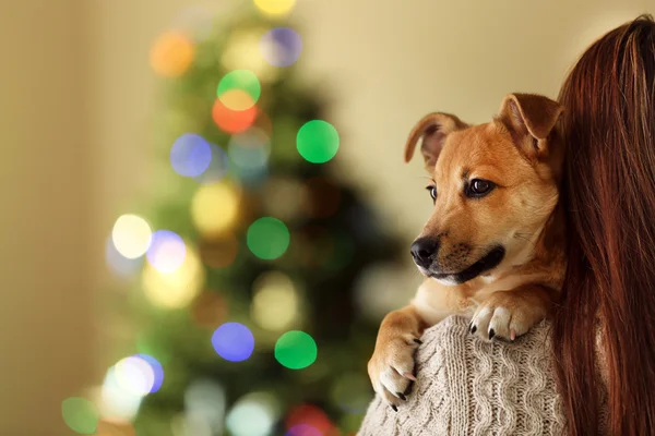 クリスマスの背景に女性の肩に犬 — ストック写真