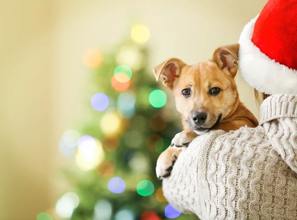 Mujer en Santa sombrero sosteniendo perro pequeño —  Fotos de Stock