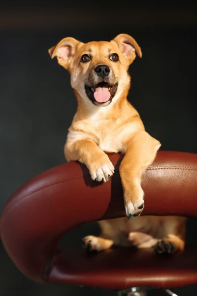 Liten hund sitter på barstol — Stockfoto