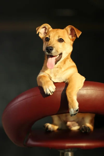 Küçük köpek dışkı oturma — Stok fotoğraf