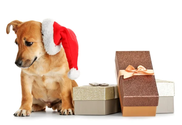 Hund med Santa hatt och gåva lådor — Stockfoto