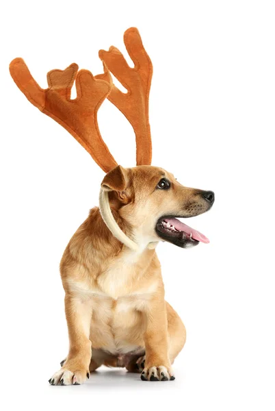 Cute dog with deer horns — Stock Photo, Image