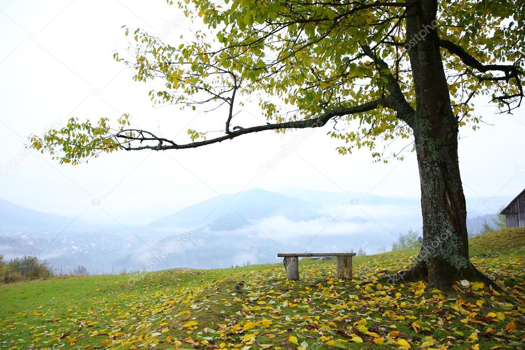 Old wooden bench