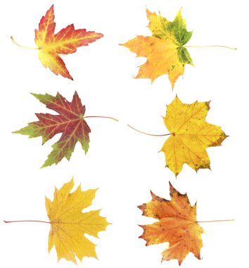 Altın sonbahar yaprakları