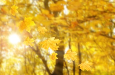 düşen akçaağaç yaprakları ile Park