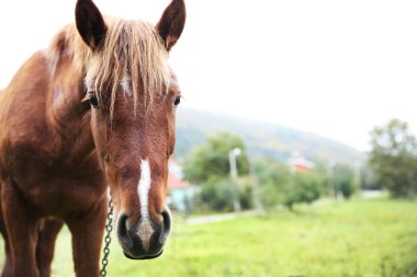 çayır üzerinde otlatma at