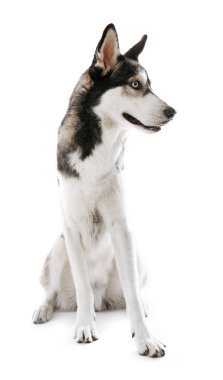 Siberian dış yapraklar oturmuş, üzerinde beyaz izole