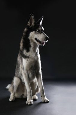 Genç koyu arka plan üzerinde oturan Husky