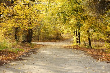 güzel sonbahar park