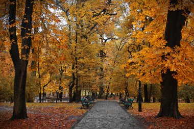 Park altın Güz