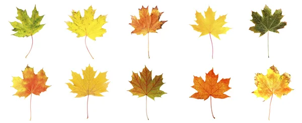 Folhas de outono douradas — Fotografia de Stock