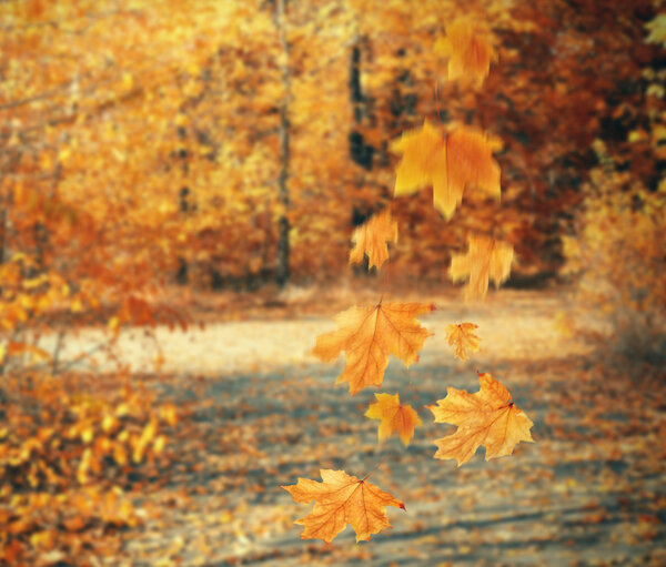 Осенний парк с опадающими листьями
