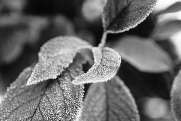 Frosty winter leaves — Stock Photo, Image