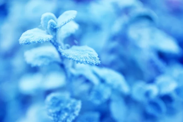 Hojas heladas de invierno — Foto de Stock