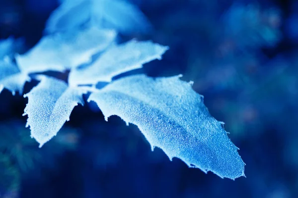 Frosty winter leaves — Stock Photo, Image