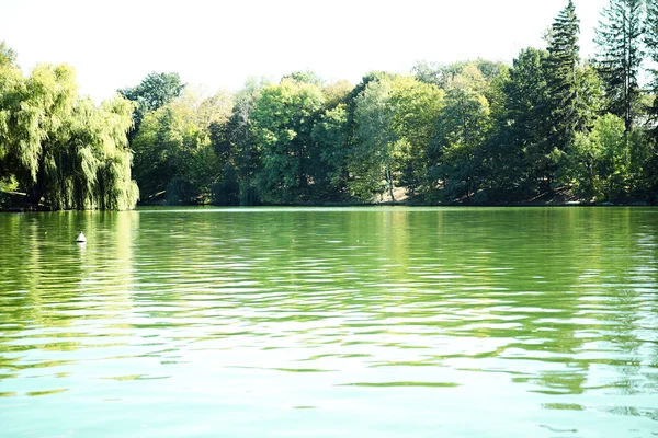 Green trees by the lake — Stock Photo, Image