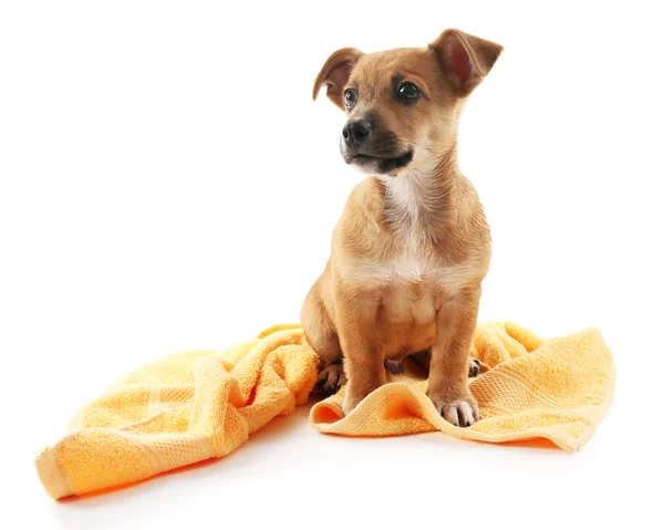 Filhote de cachorro com toalha isolada em branco — Fotografia de Stock
