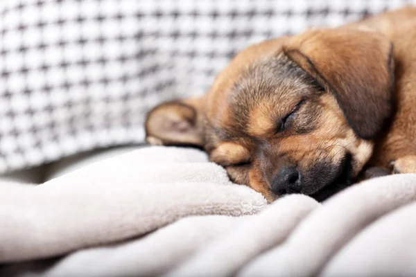 Evde kanepede uyuyan sevimli köpek yavrusu — Stok fotoğraf