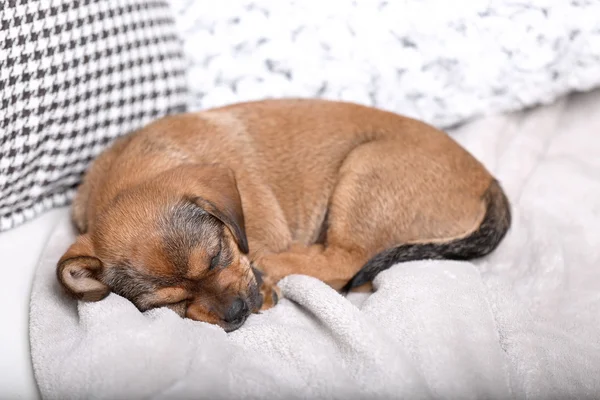 Cute puppy sleeping on sofa at home — Stock Photo, Image