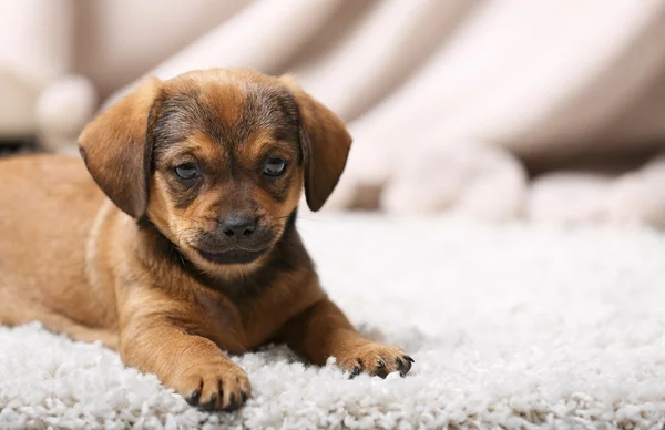 Cute puppy leżąc na dywanie w domu — Zdjęcie stockowe