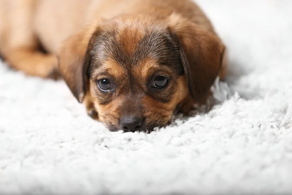 Schattige puppy op tapijt thuis — Stockfoto