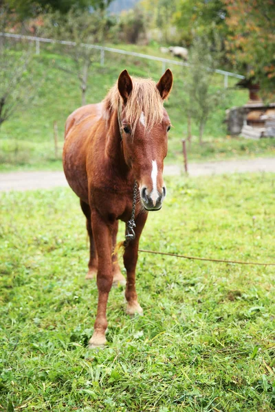 Häst som betar på ängen — Stockfoto