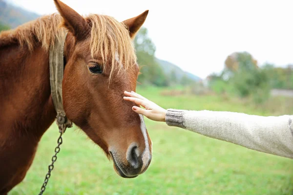 Flicka utfodring häst på äng — Stockfoto
