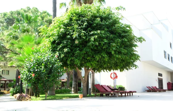 Gran árbol verde en la zona del hotel — Foto de Stock