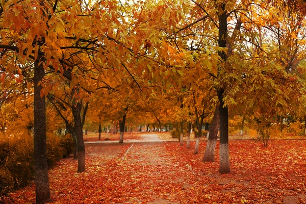 Schöner Herbstpark — Stockfoto