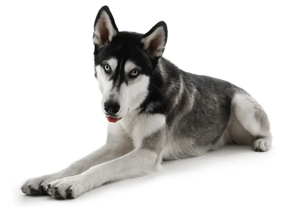 Husky sibérien couché, isolé sur blanc — Photo