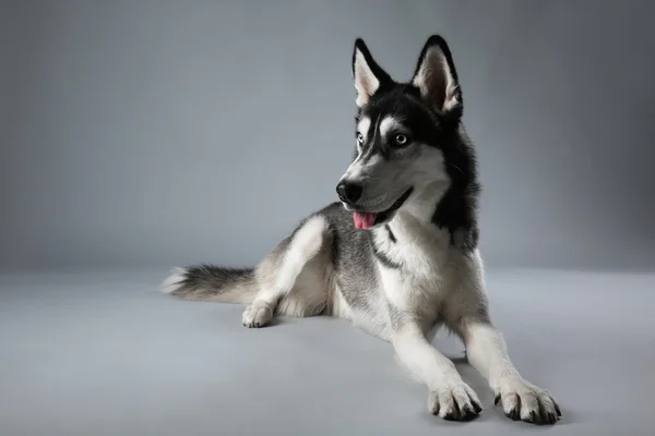 Tineri Husky de stabilire pe fundal gri — Fotografie, imagine de stoc