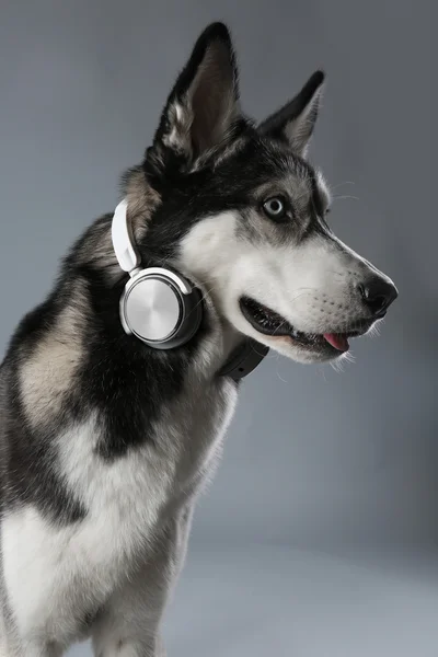 Retrato de Husky jovem em fones de ouvido em fundo cinza — Fotografia de Stock