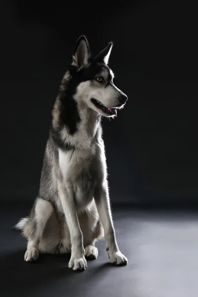 Jovem Husky sentado no fundo escuro — Fotografia de Stock