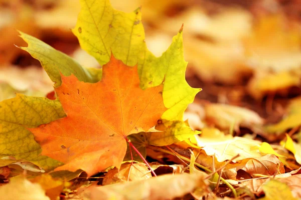 Farbenfrohe Herbstblätter auf dem Boden im Park, aus nächster Nähe — Stockfoto