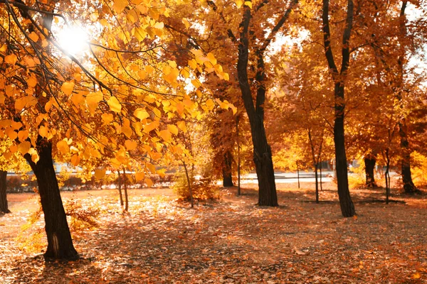 Hermoso parque de otoño —  Fotos de Stock