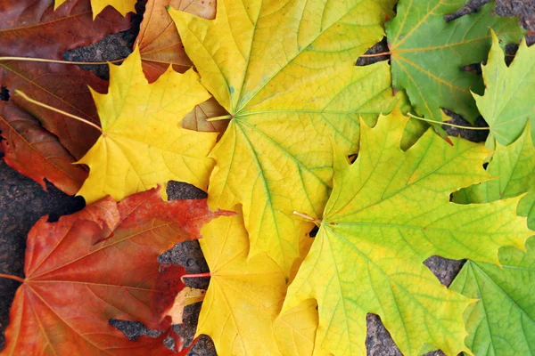 Fondo colorido de las hojas de otoño — Foto de Stock