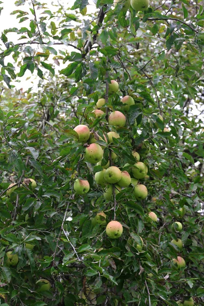Jabłka wiszące na drzewie — Zdjęcie stockowe